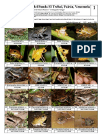 1107 Venezuela Amphibians and Reptiles of Fundo El Trebol