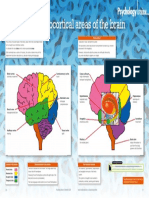 Cortical and Subcortical Areas of The Brain