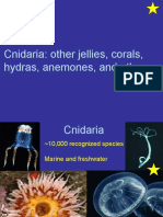 Phylum:: Cnidaria: Other Jellies, Corals, Hydras, Anemones, and Others