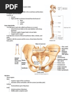 Bones_of_the_lower_limbs_handouts