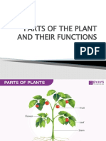 Parts of The Plant and Their Functions