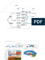 La Filogenia Del Sistema Nervioso Central