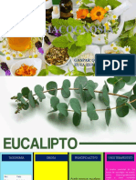 Aceites esenciales de eucalipto, orégano, menta y ruda: principios activos y usos terapéuticos