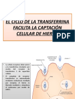 El Ciclo de La Transferrina Facilita La Captación