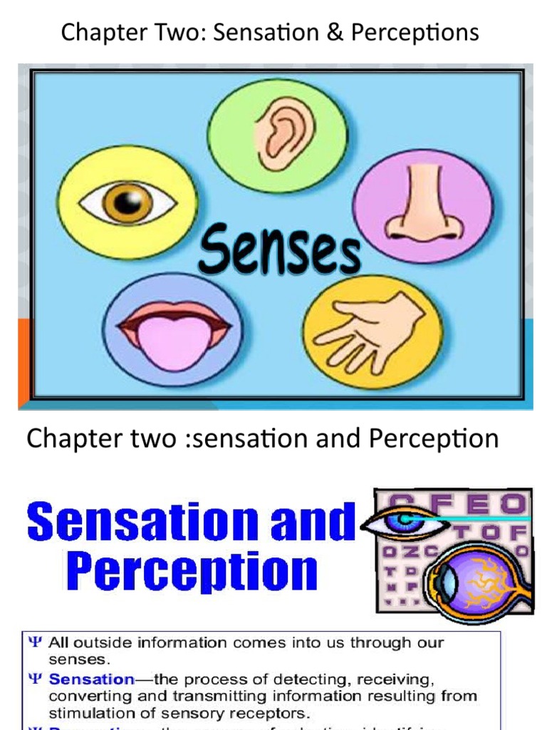 Sensation and Perception Overview | PDF | Reinforcement | Perception