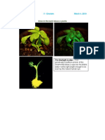 Yawan, Murielle D. 11-Einstein March 4, 2019: Glow-In-The-Dark Tobacco Plants