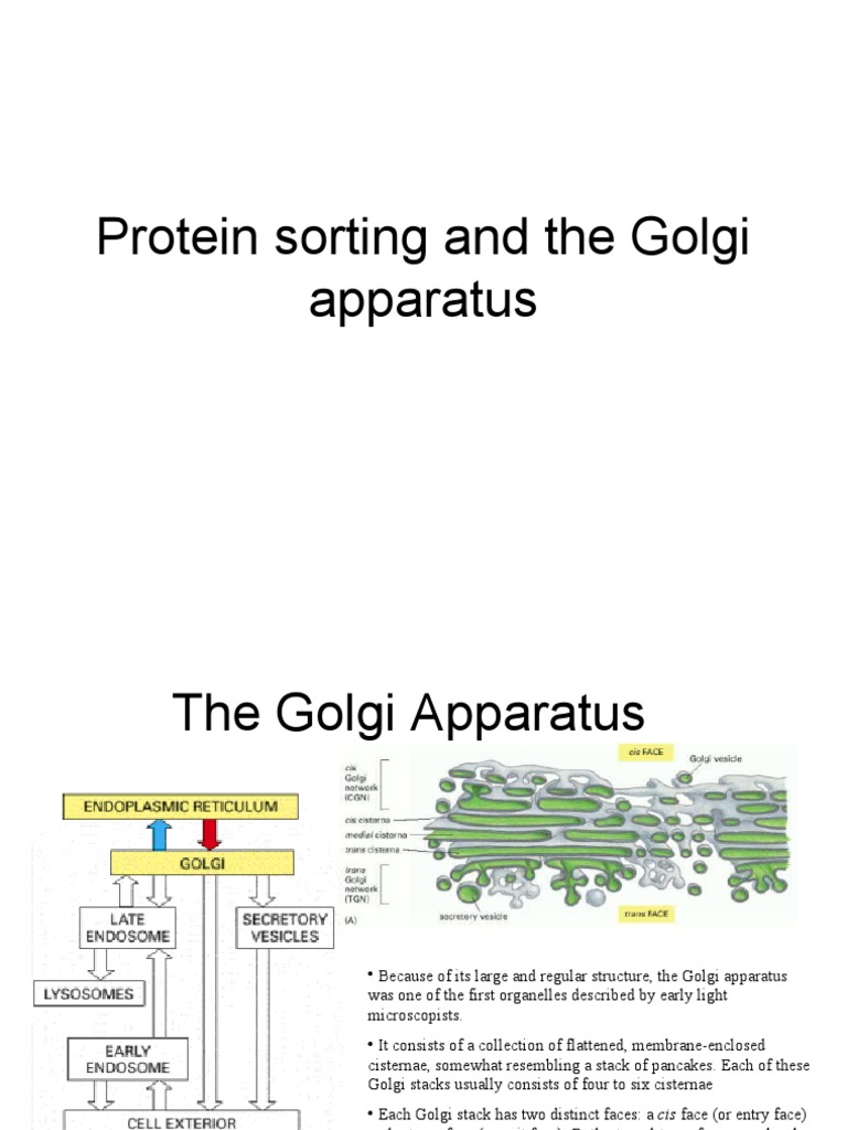 Protein Sorting and The Golgi Apparatus | PDF | Endoplasmic Reticulum ...