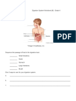 Digestive System Worksheet B Grade 4