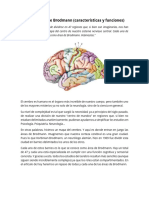 Las 47 Áreas de Brodmann