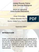 Informe 3. Piezas Bucales Masticadoras