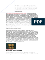 Cómo Funciona El Bitcoin en La Actualidad, Clasificación, Descripción y Actividades de Uso en El Siglo 21