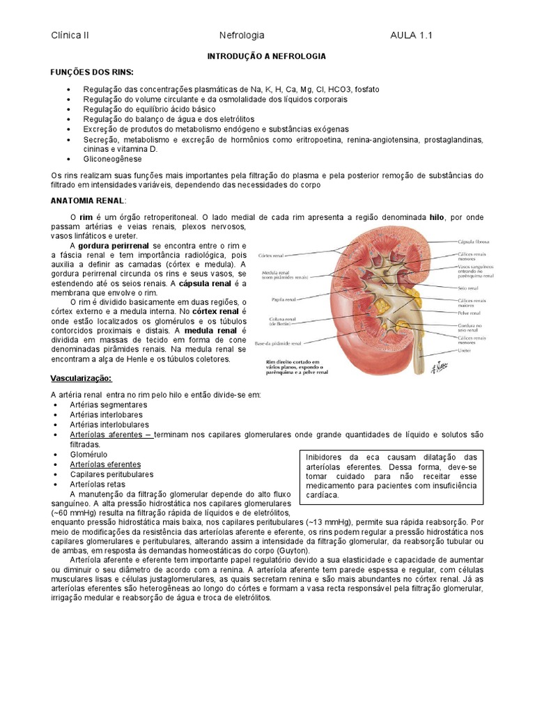 Resumo Anatomia e Fisiologia Renal PDF Rim Osmose