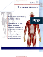 Cap11. Sistema Muscular