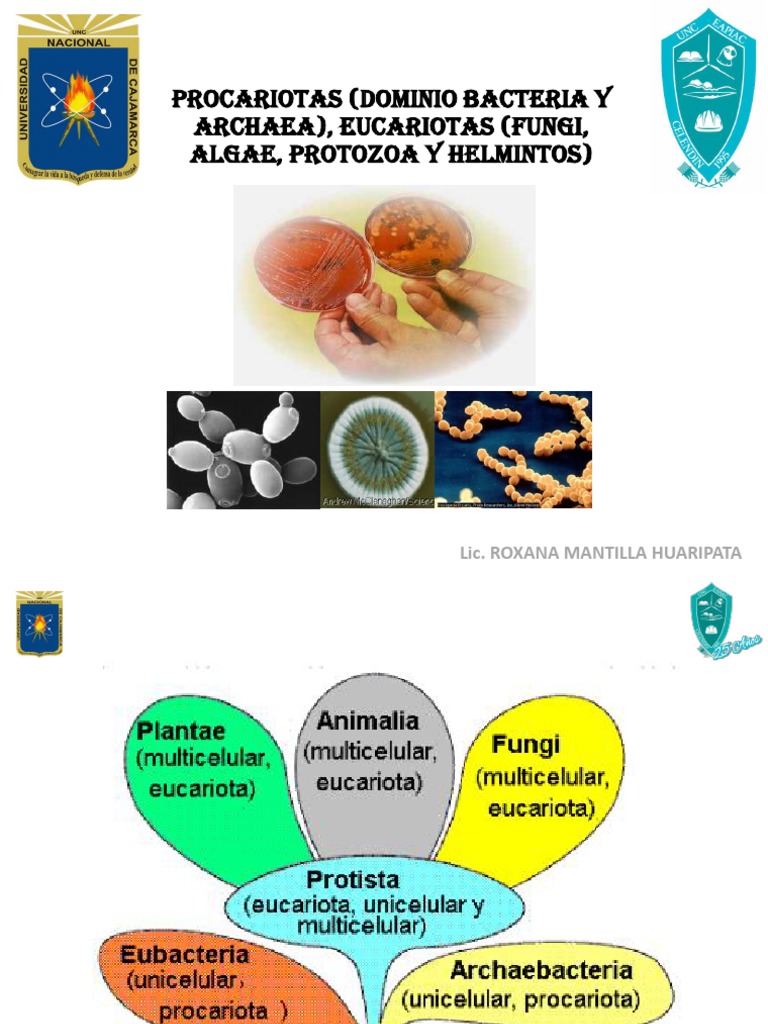 Clasificación de Microorganismos y Eucariotas | PDF | Las bacterias ...