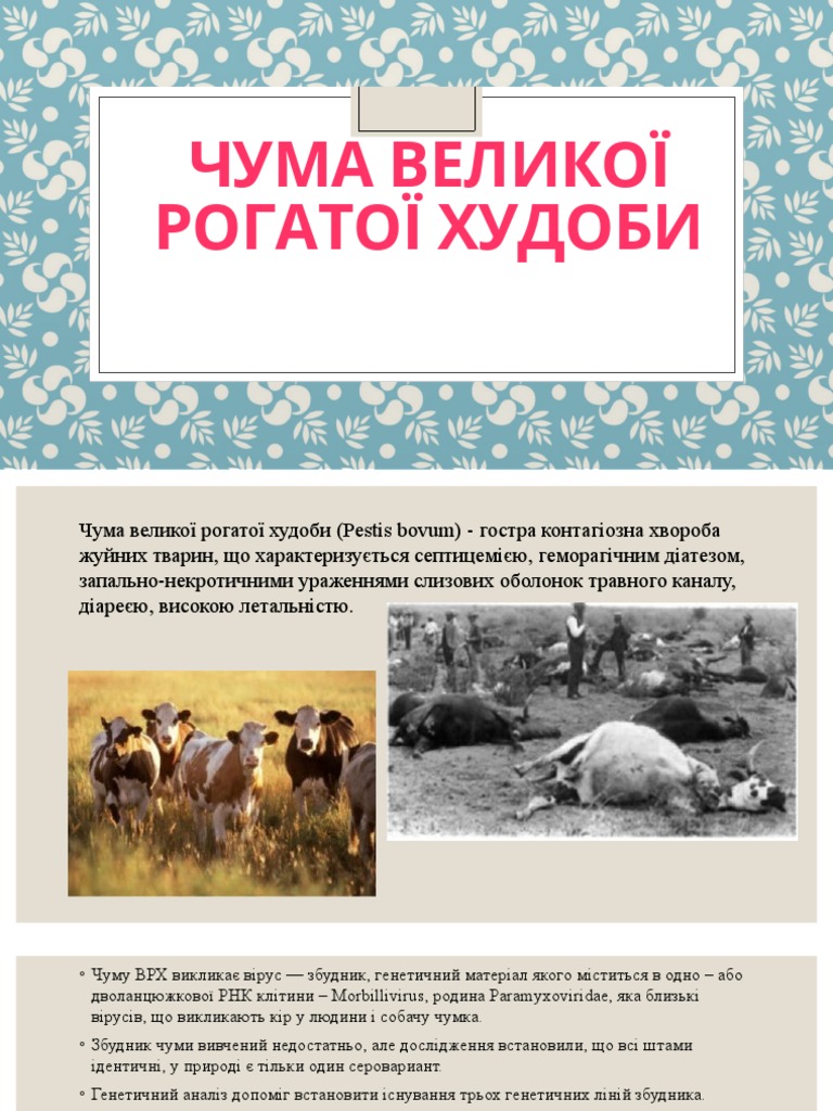 чума врх | PDF