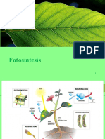 PPT Fotosintesis y Aportes de Cientificos