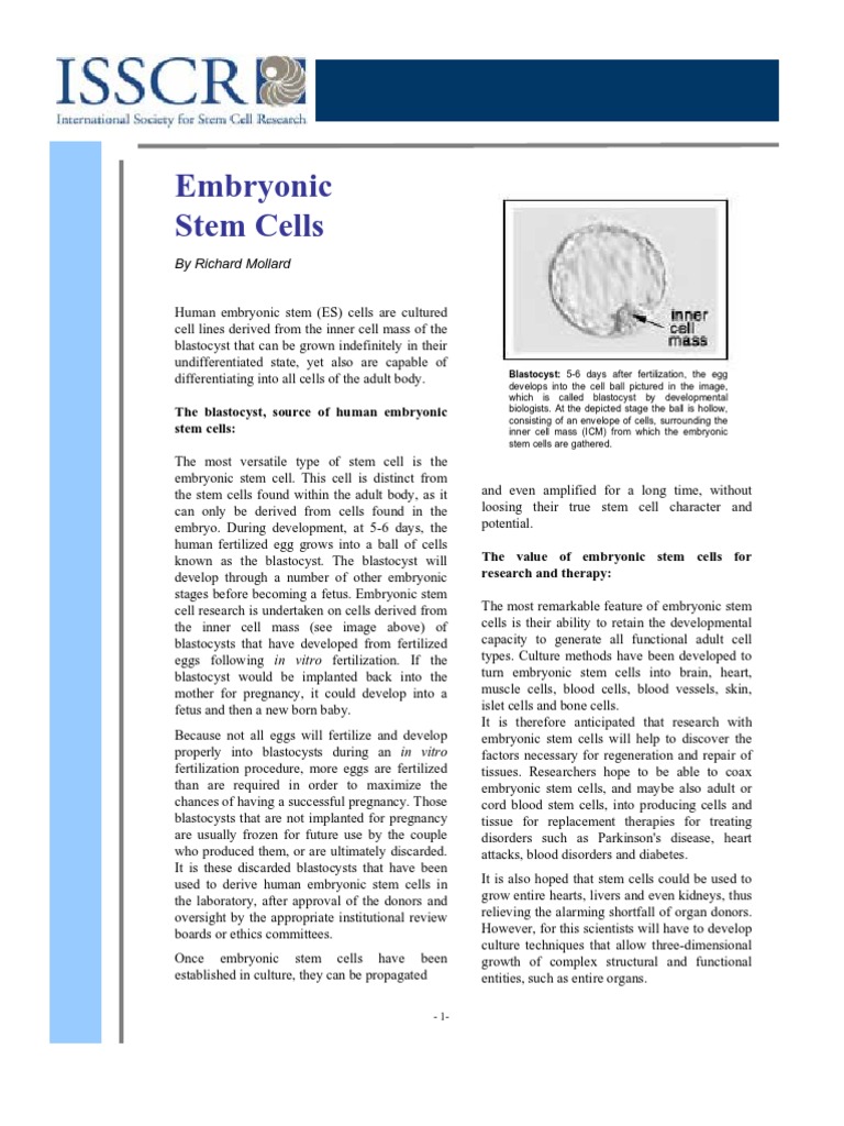 Understanding Human Embryonic Stem Cells | PDF | Stem Cell | Embryonic ...