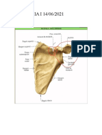 Anatomia I 14-06