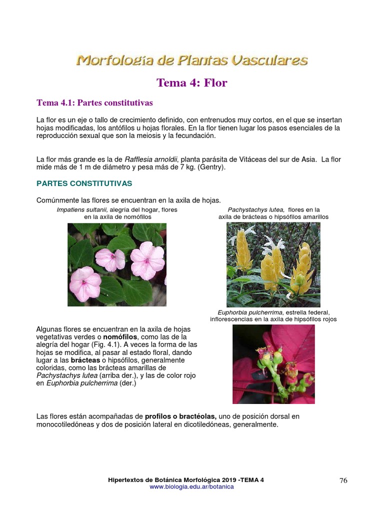 Tipos y Estructura de Flores | PDF | Flores | Botánica