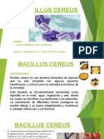 Bacillus cereus: una bacteria formadora de esporas vinculada a intoxicaciones alimentarias