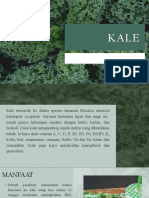 Manfaat Kaya Nutrisi Daun Kale untuk Kesehatan