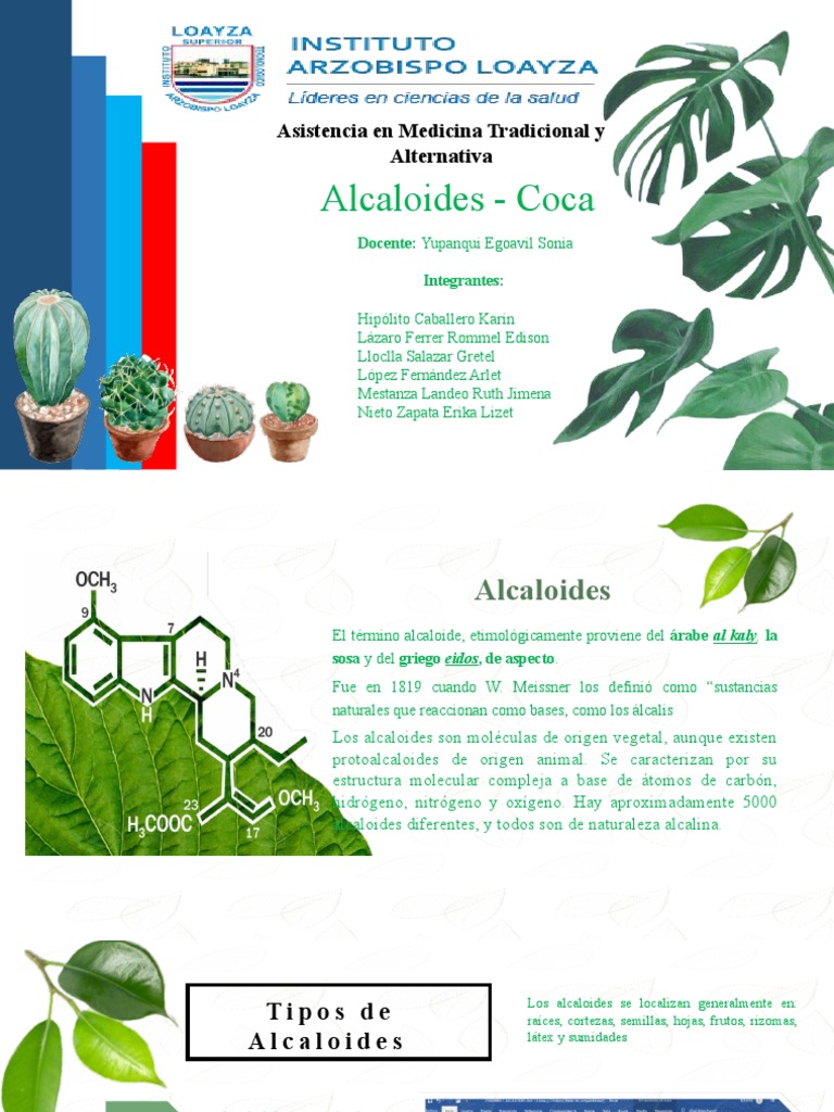 La Hoja de Coca PDF Alcaloide Hoja