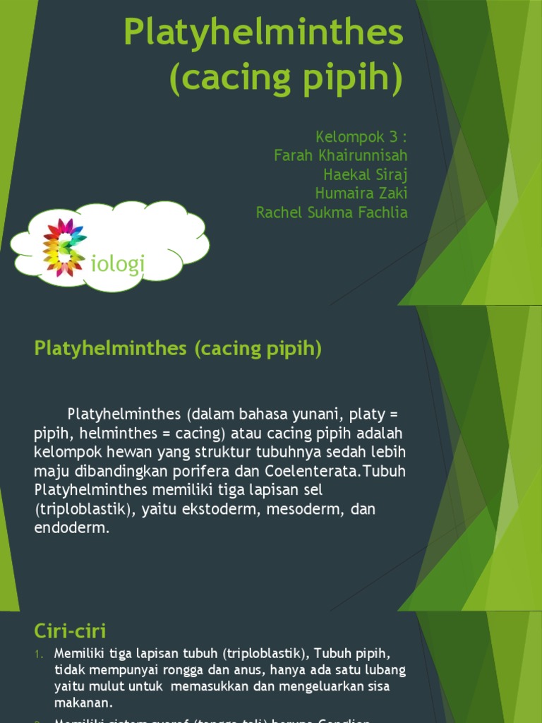 Platyhelminthes (Cacing Pipih) 1 | PDF