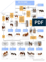 Common Ant ID Infograph - 130225