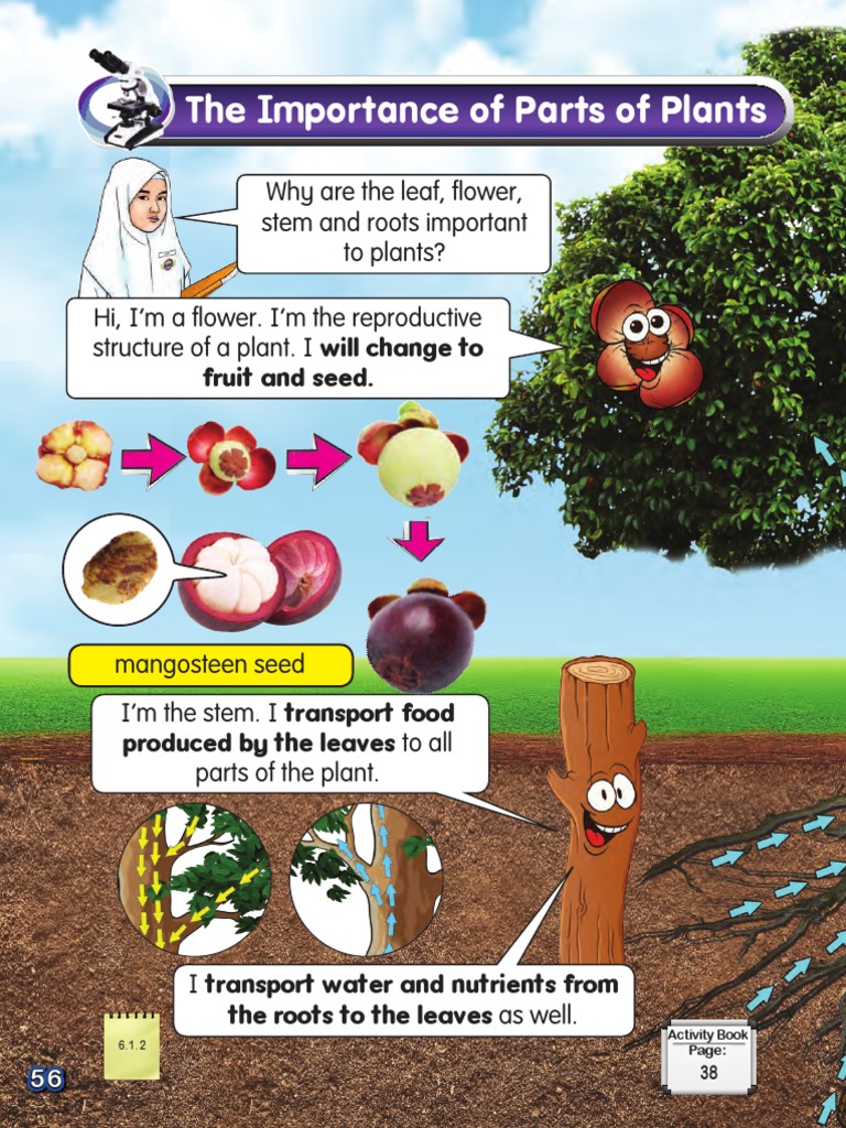 The Importance of Parts of Plants Why Are The Leaf, Flower, Stem and
