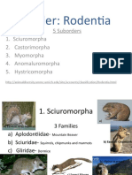 Order: Rodentia: 5 Suborders 1. Sciuromorpha 2. Castorimorpha 3. Myomorpha 4. Anomaluromorpha 5. Hystricomorpha