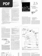 AAVV - Morfologia de Vertebrados | PDF | Evolución | Adaptación