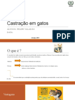 Castração em Gatos