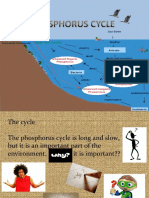 Phosphorus Cycle