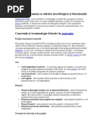 anatomie