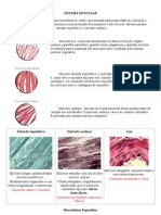 Sistema muscular: estrutura e contração