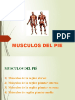 16musculos Del Pie