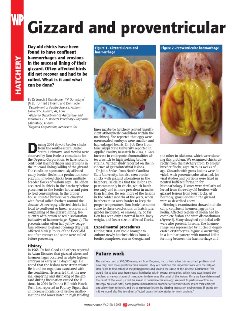Gizzard Erosion in Chick PDF Broiler Birds