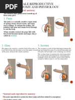 Male Reproductive Anatomy and Physiology: 1. Penis