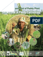 Sri Method Paddy Cultivation