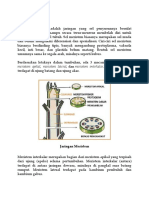 Jaringan Meristem: Meristem Apikal, Meristem Lateral, Dan Meristem Interkalar. Meristem Apikal