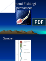 Anatomi Fisiologi Spermatozoa