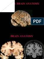 MR Anatomyo F Brain