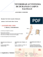 Anatomia Codo, Mano, Muñeca