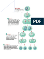 meiosis diagram