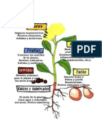 Plantas Medicinales, Ornamentales, Alimenticias 2