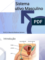 Histologia - Reprodutor Masculino PDF