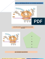 La Decodificacion de La Informacion Genetica de Los Acidos Nucleicos