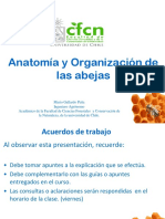 Anatom A y Organizaci N de Las Abejas Parte I U