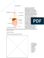 Fungsi Sistem Pencernaan Pada Manusia