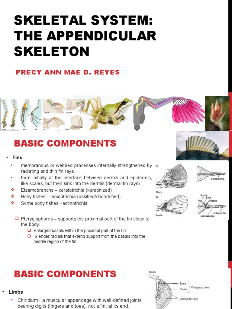Chiridium and Fin Ray Evolution | PDF | Animal Locomotion | Terrestrial ...